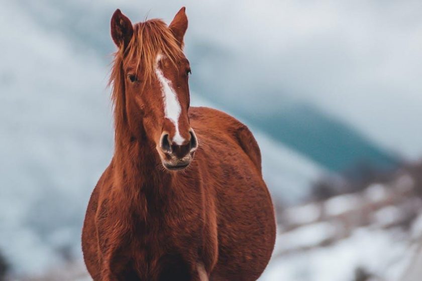 Billige heste til salg – tilbudspriser på kvalitetsheste